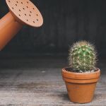 Plantas en vacaciones
