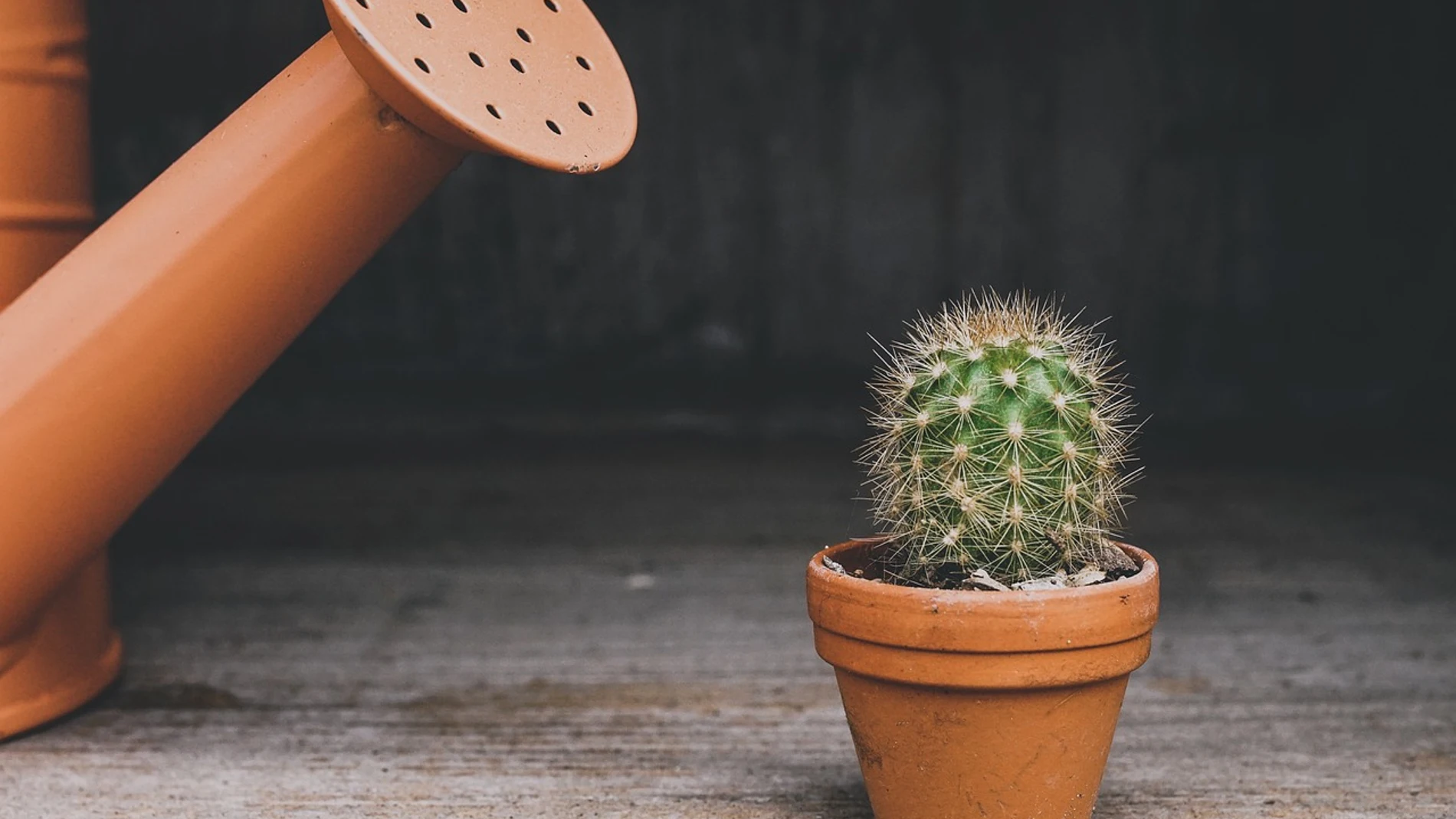 Plantas en vacaciones