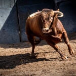  Estos son los novillos que El Juli y Talavante enviaron para la final de las nocturnas