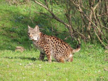 Aprobados 1,5 millones para las tareas de recuperación y conservación del lince ibérico en la Región