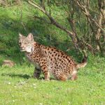 Aprobados 1,5 millones para las tareas de recuperación y conservación del lince ibérico en la Región