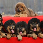 El comercio ilegal de perros crece cada vez más a través de plataformas online y redes sociales