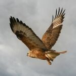 Halcón volando