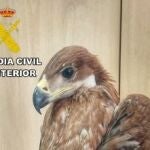 Águila imperial ibérica rescatada