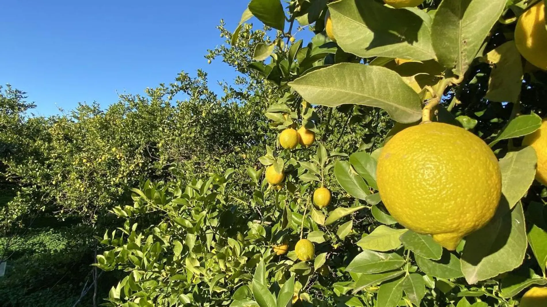 Asaja Murcia informa de que en la próxima cosecha del limón murciano se espera un 30% menos