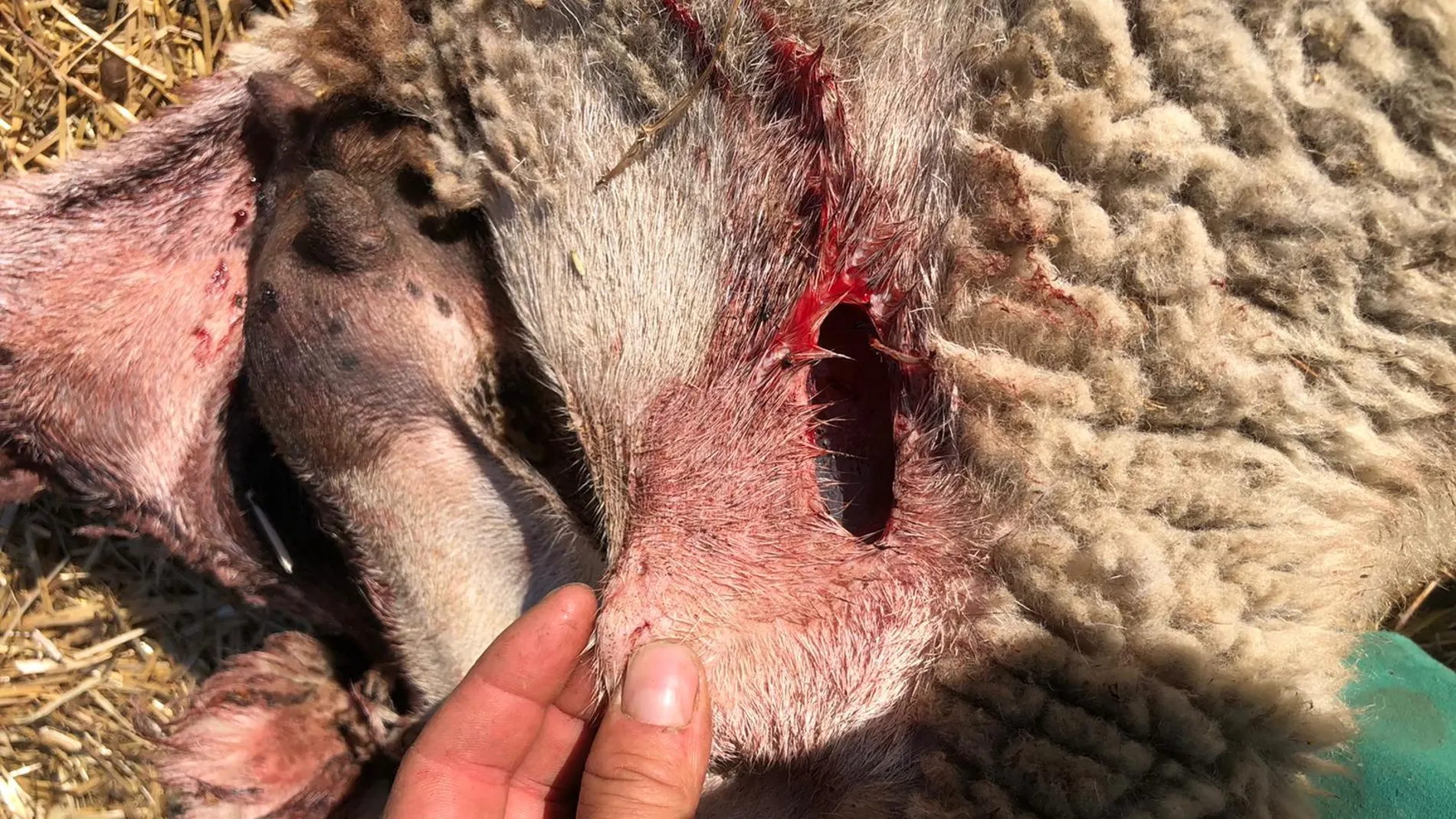 Una explotación ganadera de Ávila pierde 4 ovejas tras un ataque de lobos