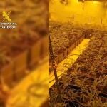 14 detenidos al desarticular una banda dedicada al cultivo de marihuana