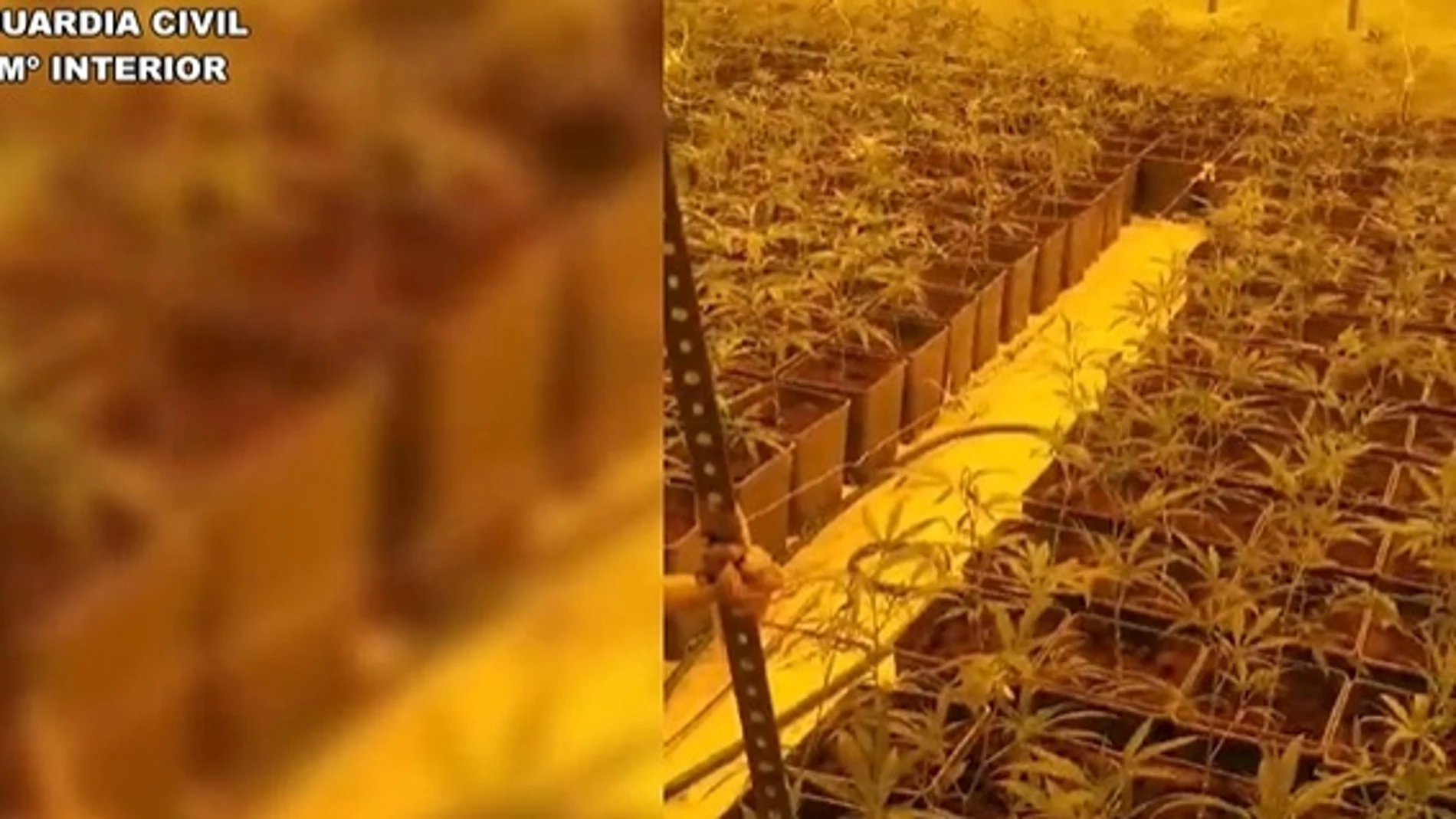 14 detenidos al desarticular una banda dedicada al cultivo 'indoor' de marihuana en municipios de la regiónGUARDIA CIVIL31/07/2024
