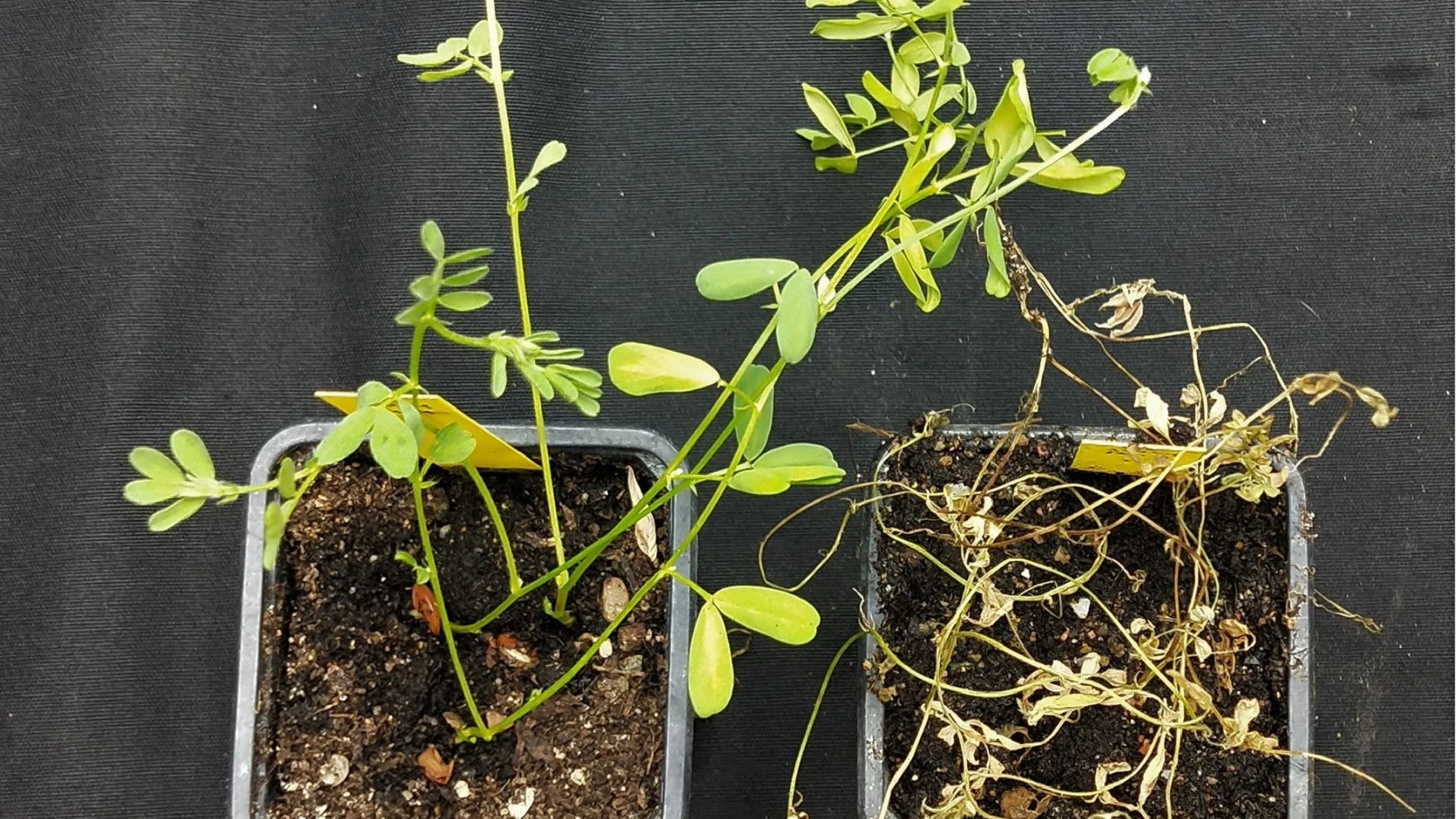 Descubren un método para cultivar lentejas resistente a enfermedades