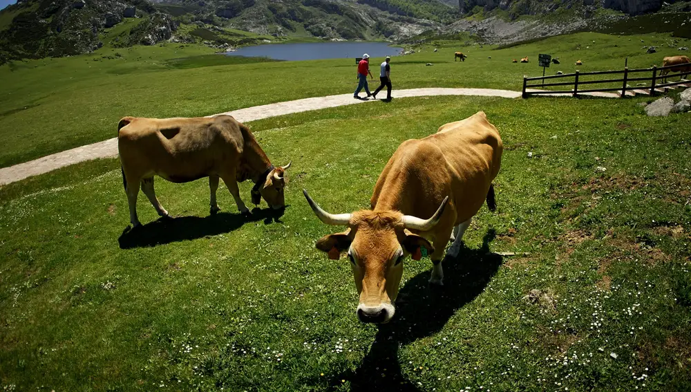 Vacas
