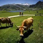Vacas