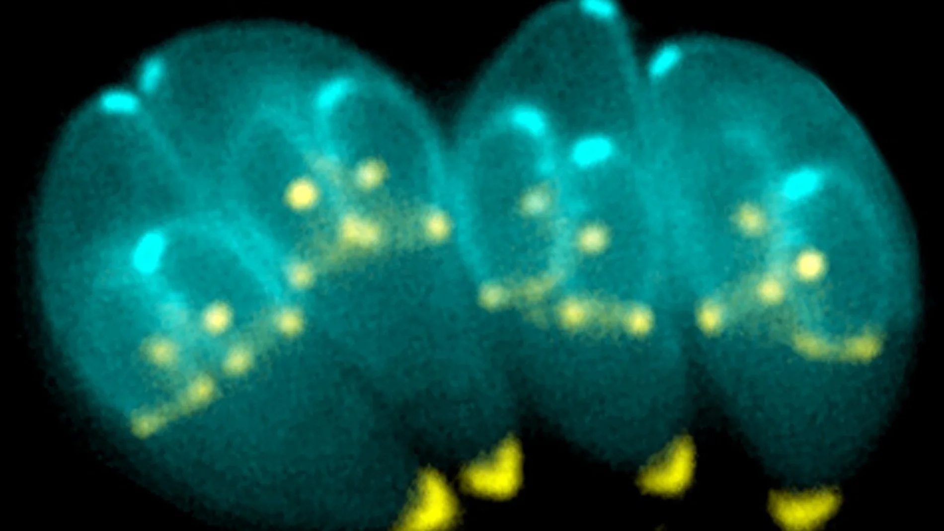 T.gondii, parásito