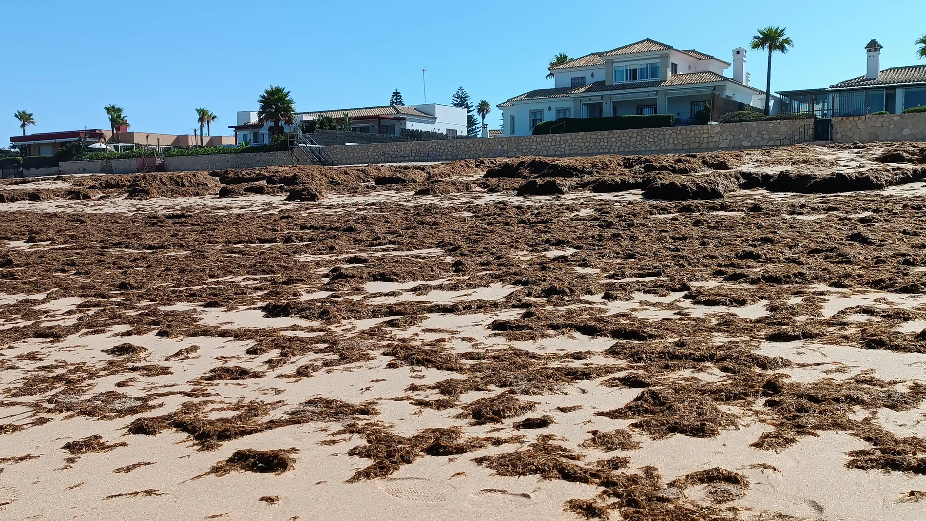 Algas invasoras llegadas a una playa de El Puerto de Santa María (Cádiz).EUROPA PRESS01/08/2024