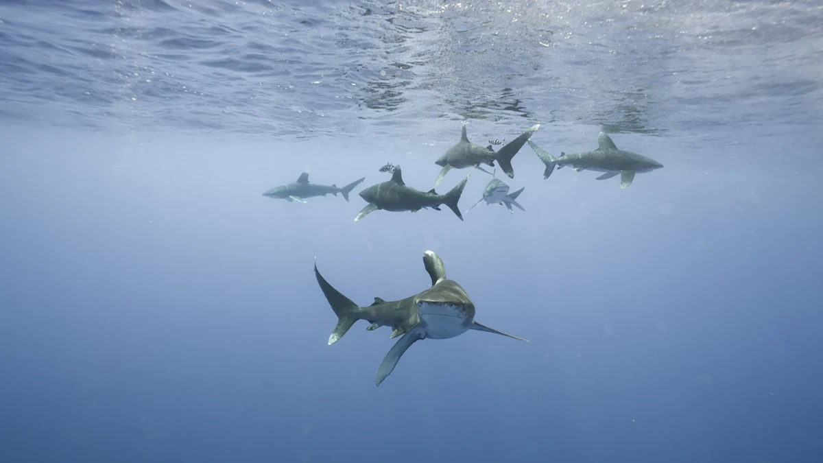 Los grandes tiburones, en peligro