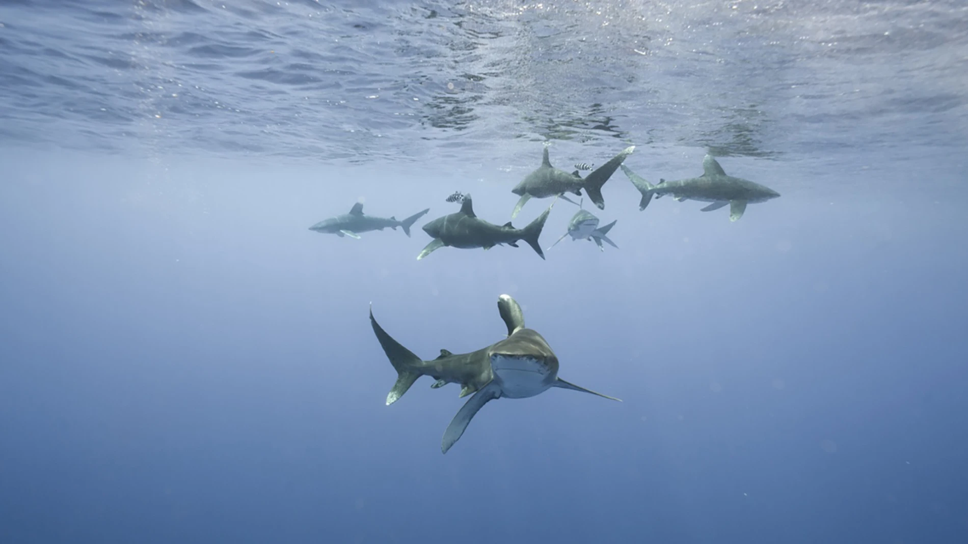 Fotografía cedida por Andy Mann que muestra tiburones. Los tiburones de gran tamaño resultan vitales para la salud de nuestros océanos por sus hábitos alimentarios, pero están en peligro de extinción debido principalmente a la sobrepesca, el cambio climático y la pérdida de hábitat, según un estudio dirigido por científicos de Florida. Grandes escualos como el tiburón tigre o el gran tiburón blanco ayudan a mantener el...
