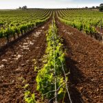 Viñedos en Corcos del Valle