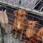 Detienen a una mujer que tenía 25 perros y un gato en su vivienda de La Laguna (Tenerife) en pésimas condiciones