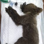 Recuperan un osezno que fue visto en el núcleo urbano de Barniedo de la Reina, en León