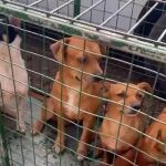 Imagen de archivo de unos perros rescatados