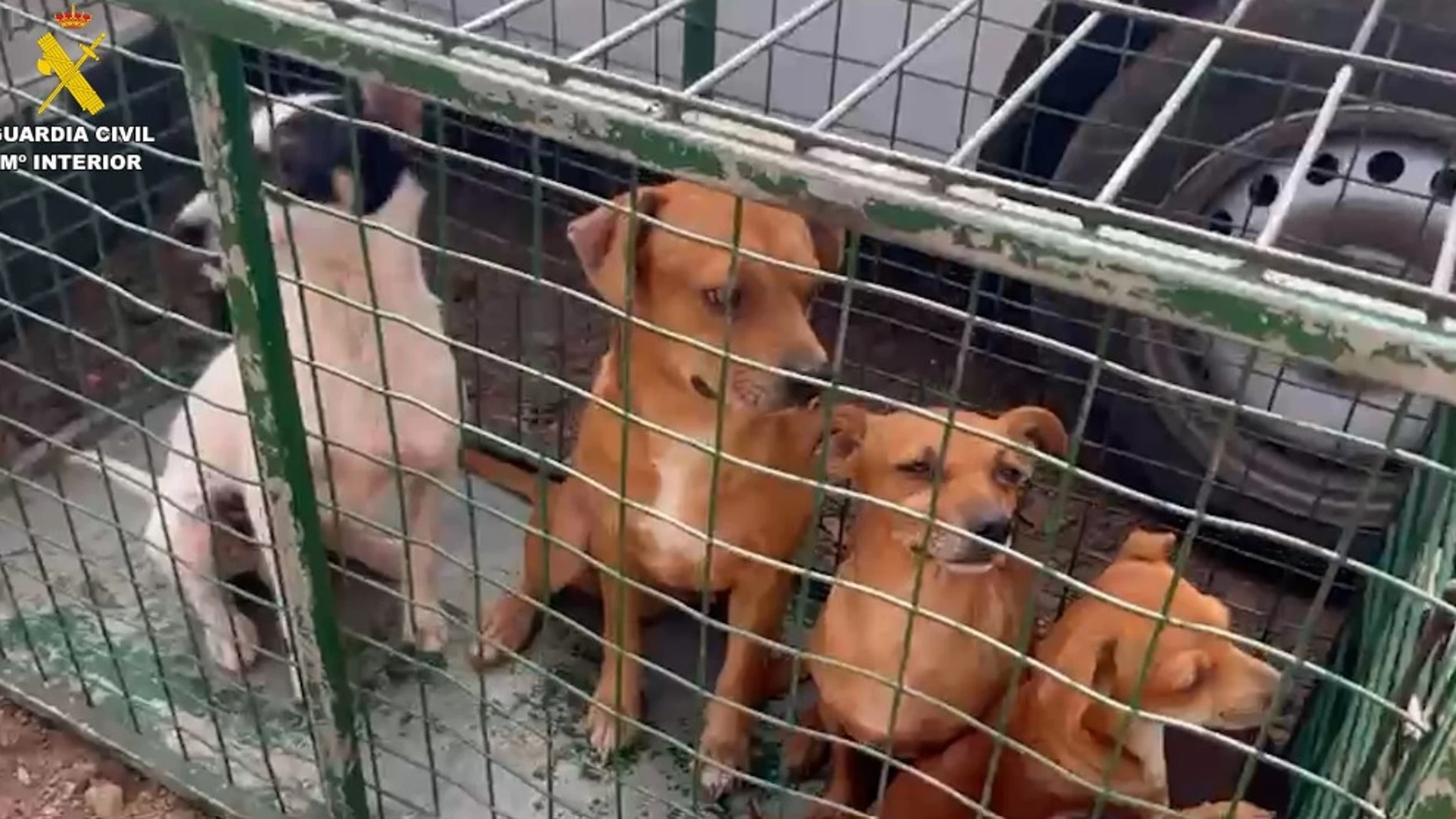 Imagen de archivo de unos perros rescatados