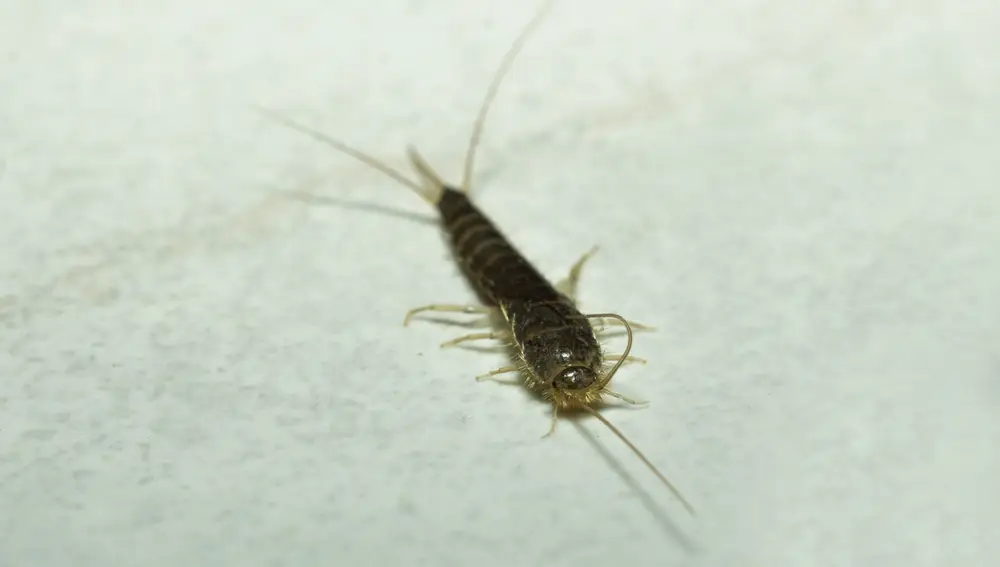 Lepisma saccharina, más conocido como pececillo de plata