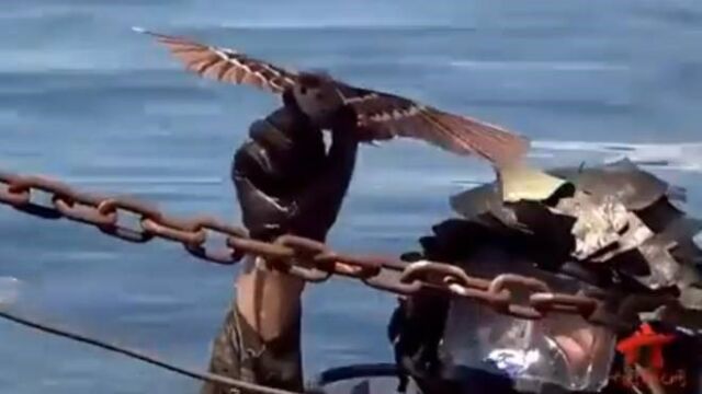 China desarrolla drones de reconocimiento que tienen el aspecto de pájaros y vuelan como ellos.