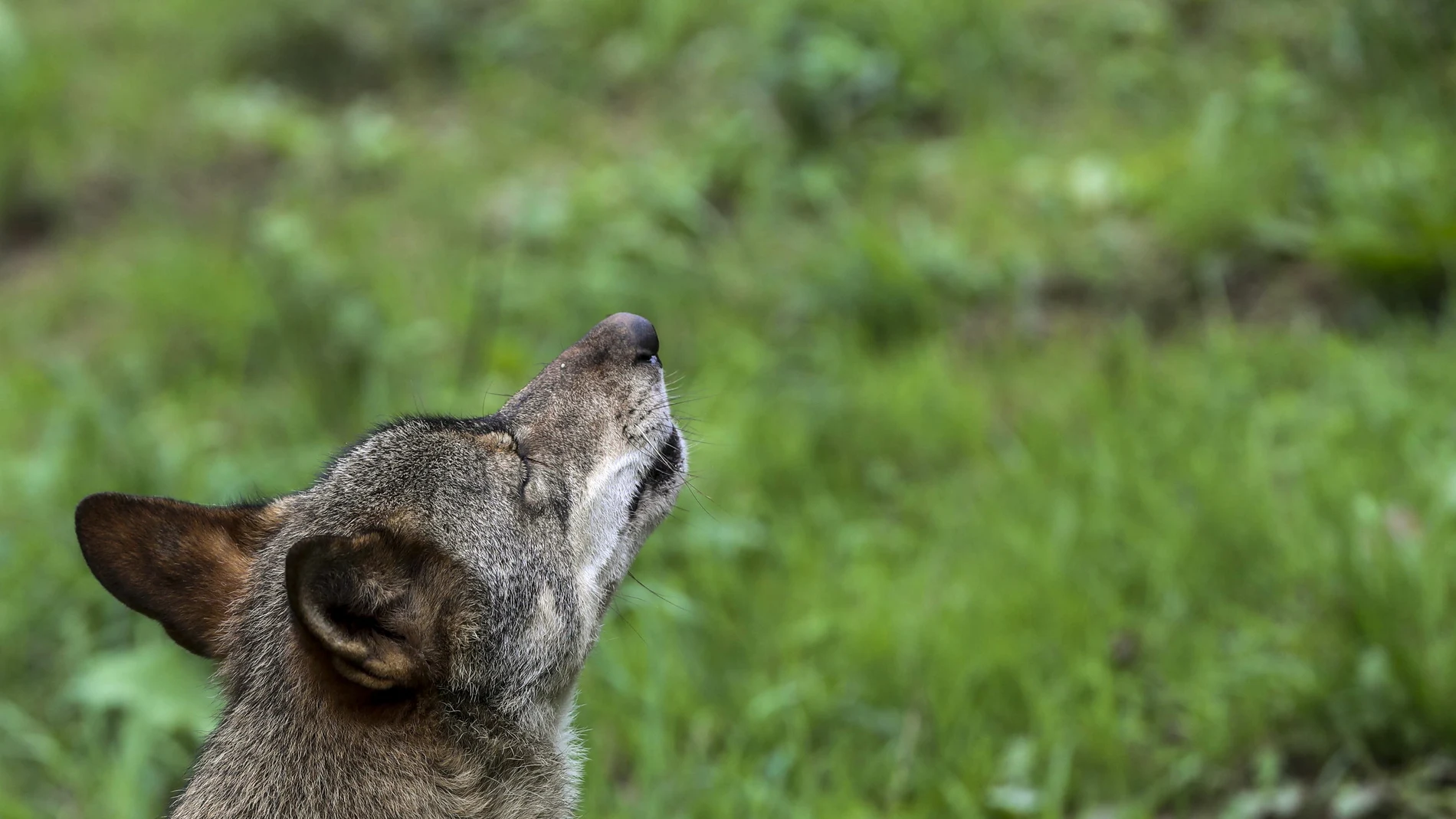 Un lobo Ibérico en las instalaciones del centro de interpretación del lobo de Belmonte (Asturias).