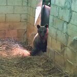 La osezna Cova avanza en su regreso al medio natural