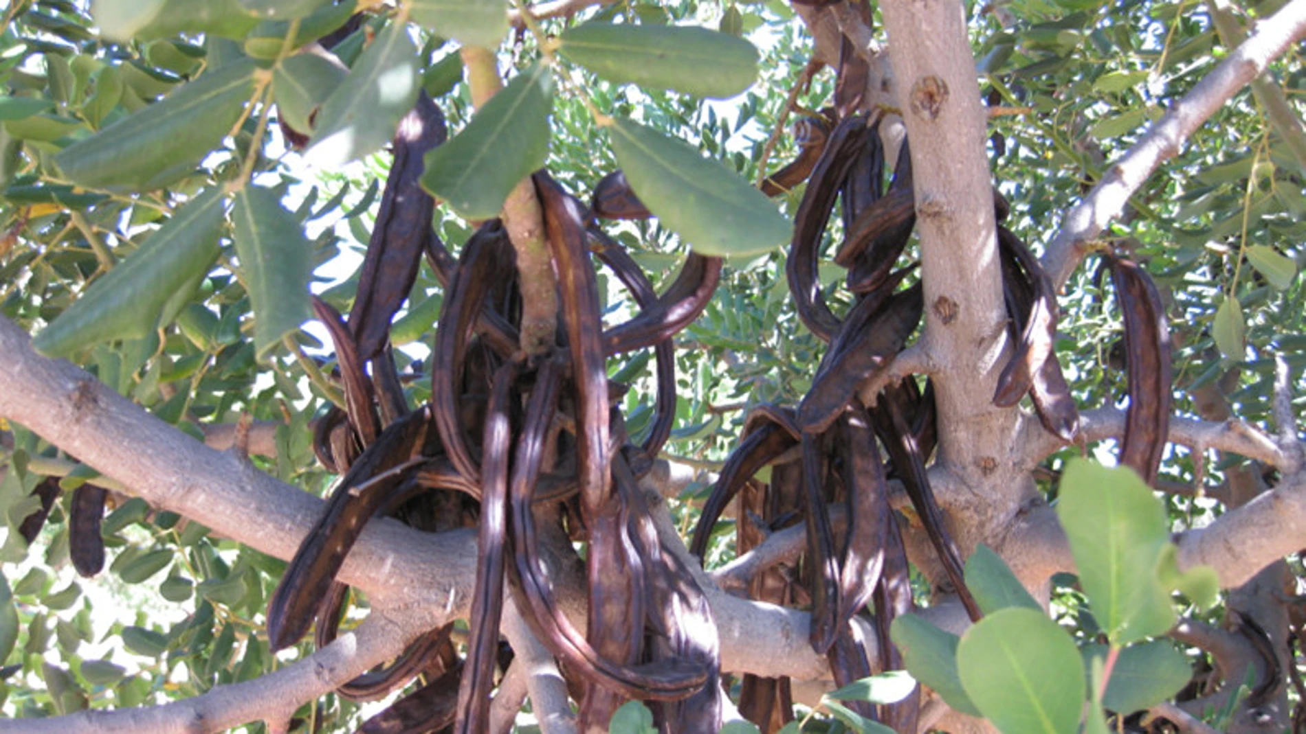 La Generalitat quiere revitalizar el cultivo del algarrobo