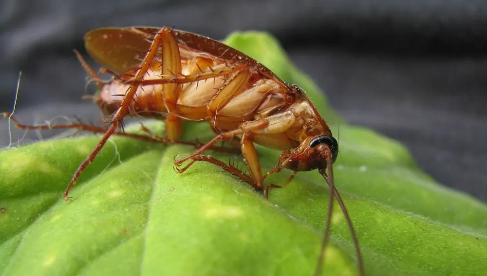 Planta cucarachas