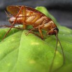 Planta cucarachas