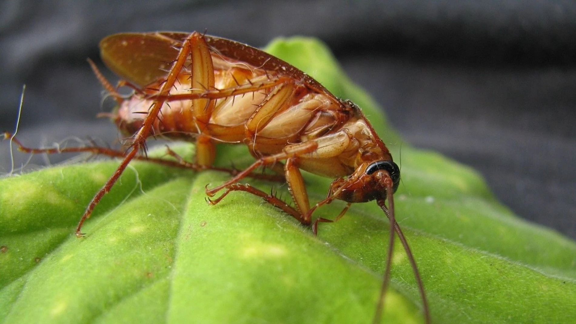 Planta cucarachas