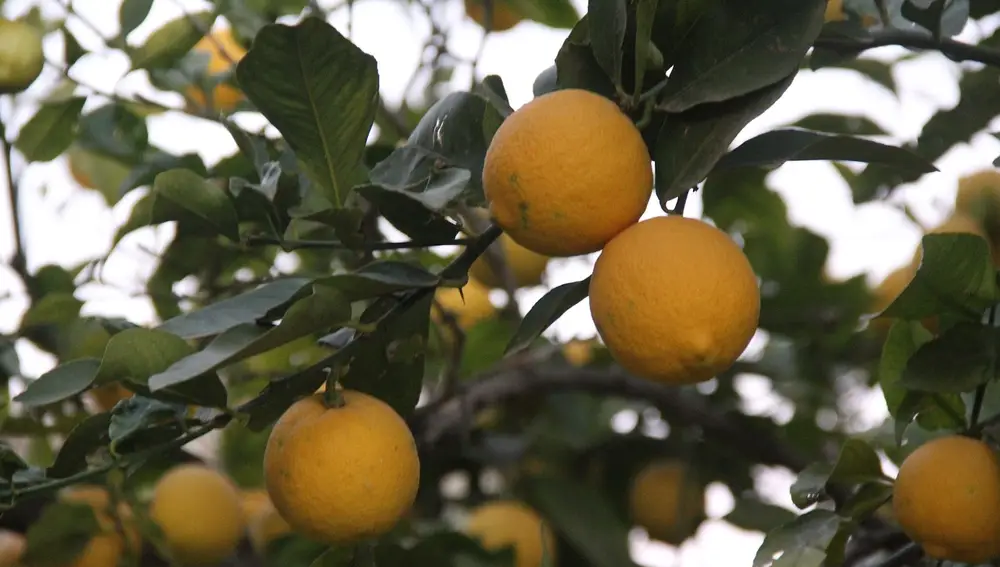 Limonero árbol