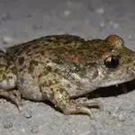 Documentan en Madrid la introducción accidental de una especie alóctona de sapo partero procedente de Cataluña
