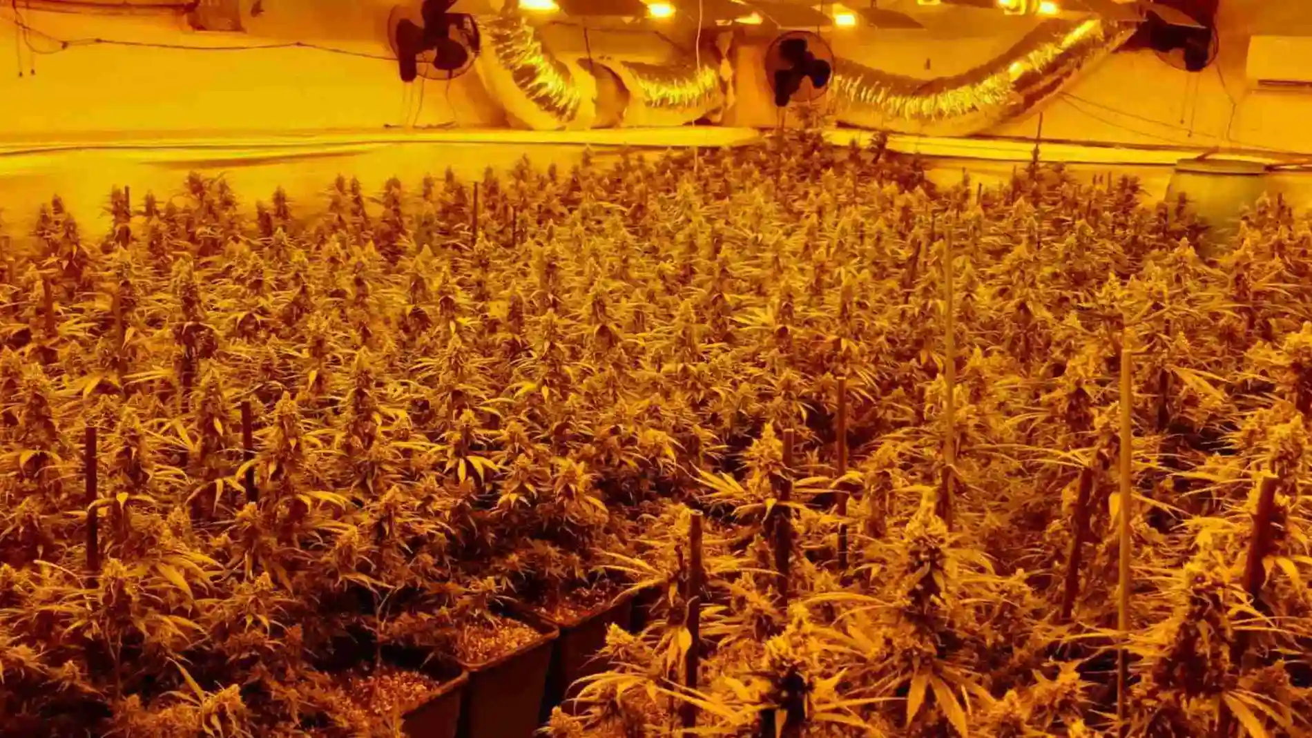 Marihuana indoor: organizaciones internacionales copan el negocio