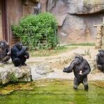 El Zoo de Barcelona activa un protocolo especial ante el aumento de las temperaturas