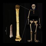 El fragmento de húmero de Mata Menge (izquierda) mostrado a la misma escala que el húmero de Homo floresiensis de Liang Bua.