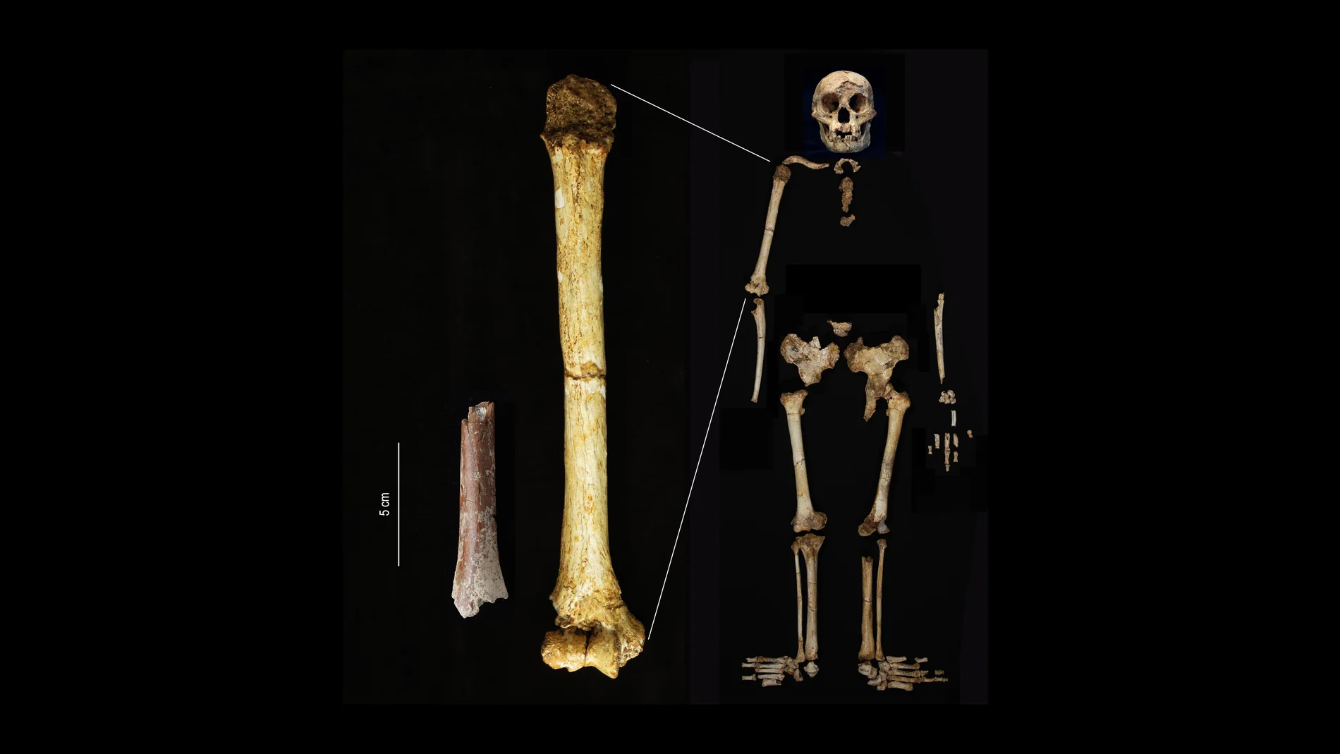 El fragmento de húmero de Mata Menge (izquierda) mostrado a la misma escala que el húmero de Homo floresiensis de Liang Bua.
