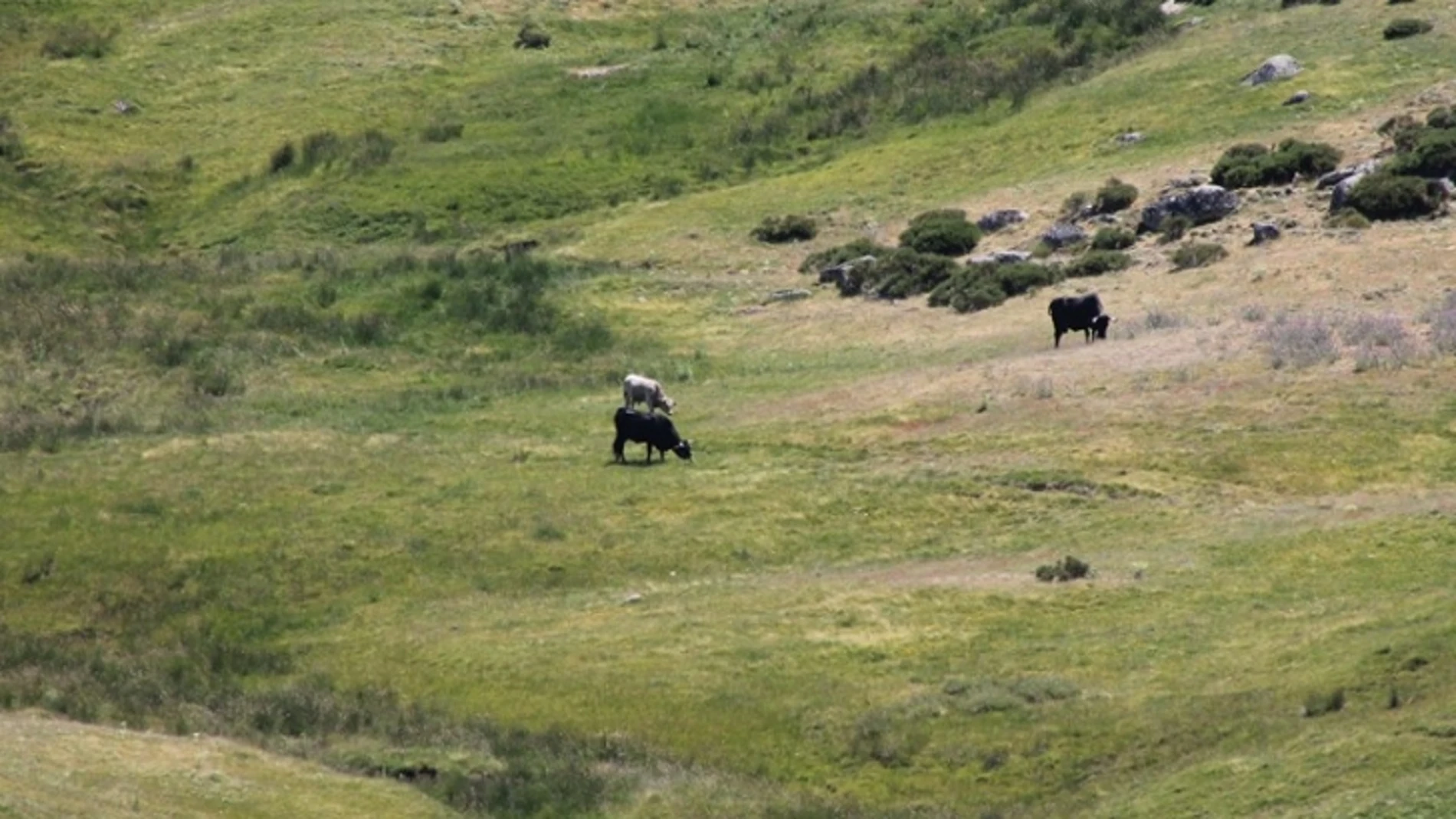 El conflicto por el uso de pastos entre un pueblo asturiano y otro leonés que llegará al TSJ de Castilla y León