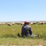 Un pastor vigila a sus ovejas en la provincia de Palencia