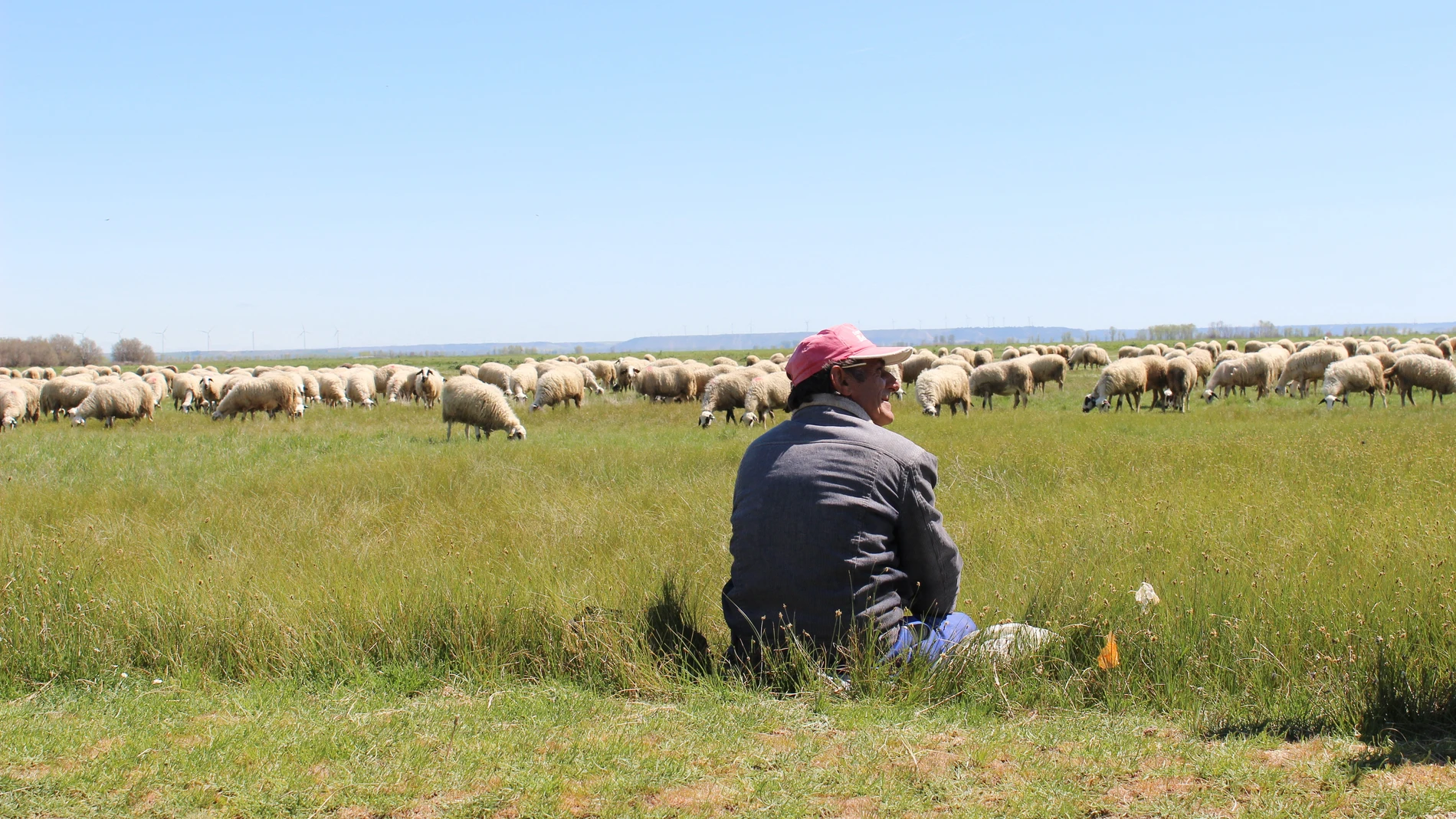 Un pastor vigila a sus ovejas en la provincia de Palencia