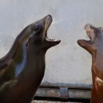 Focas marinas horóscopo