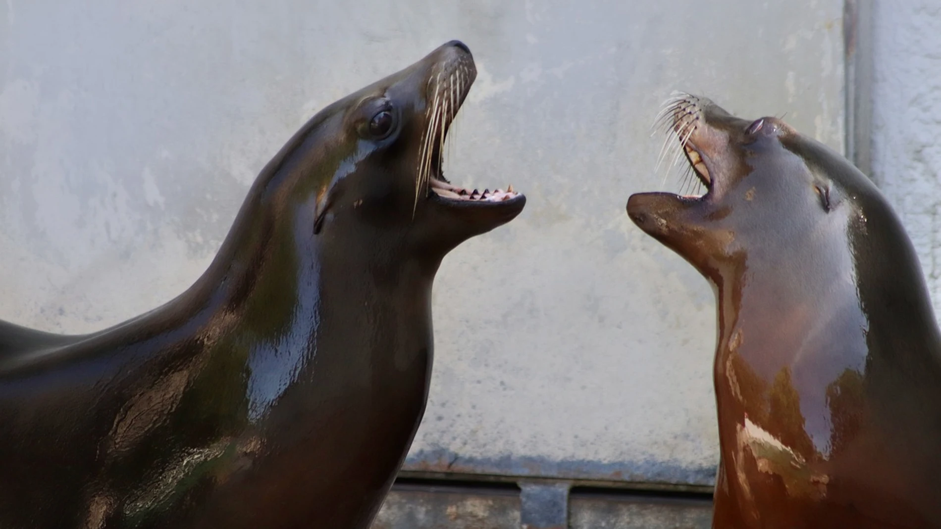 Focas marinas horóscopo