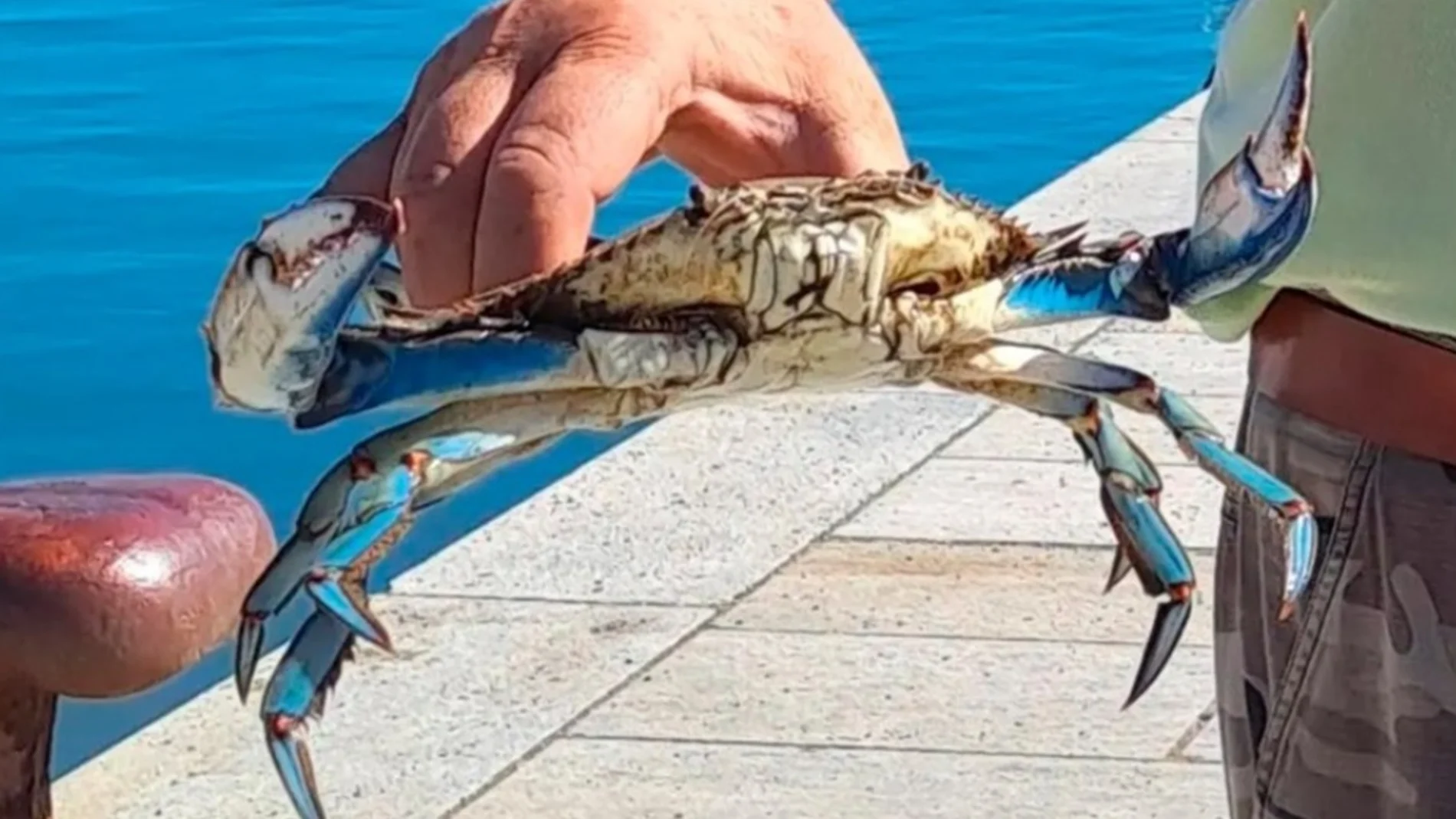 Un cangrejo azul