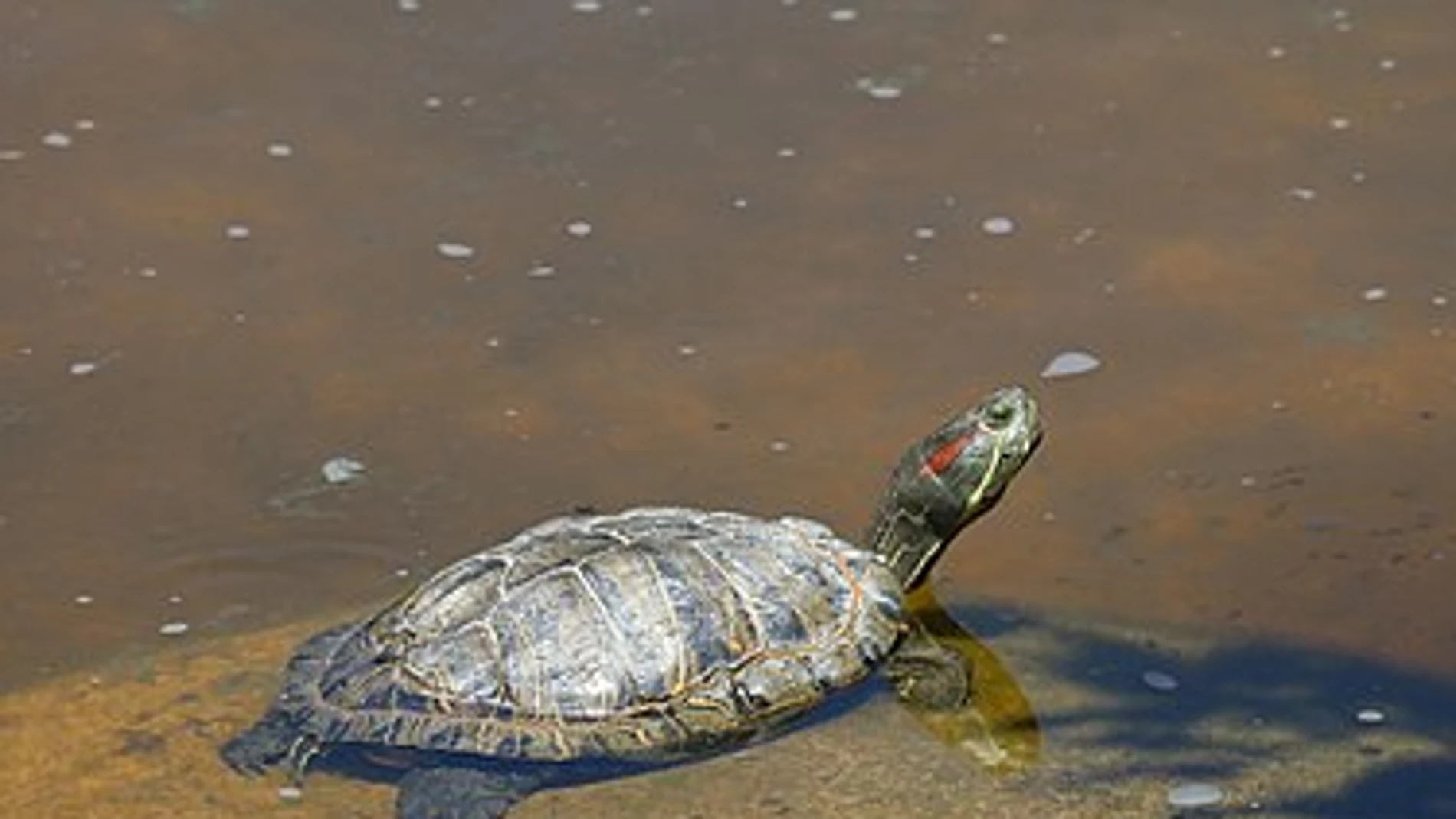 El extraño caso de las once tortugas de Florida abandonadas en una fuente de Torrejón de Ardoz