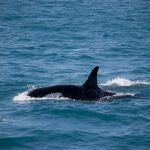 Orcas en Andalucía