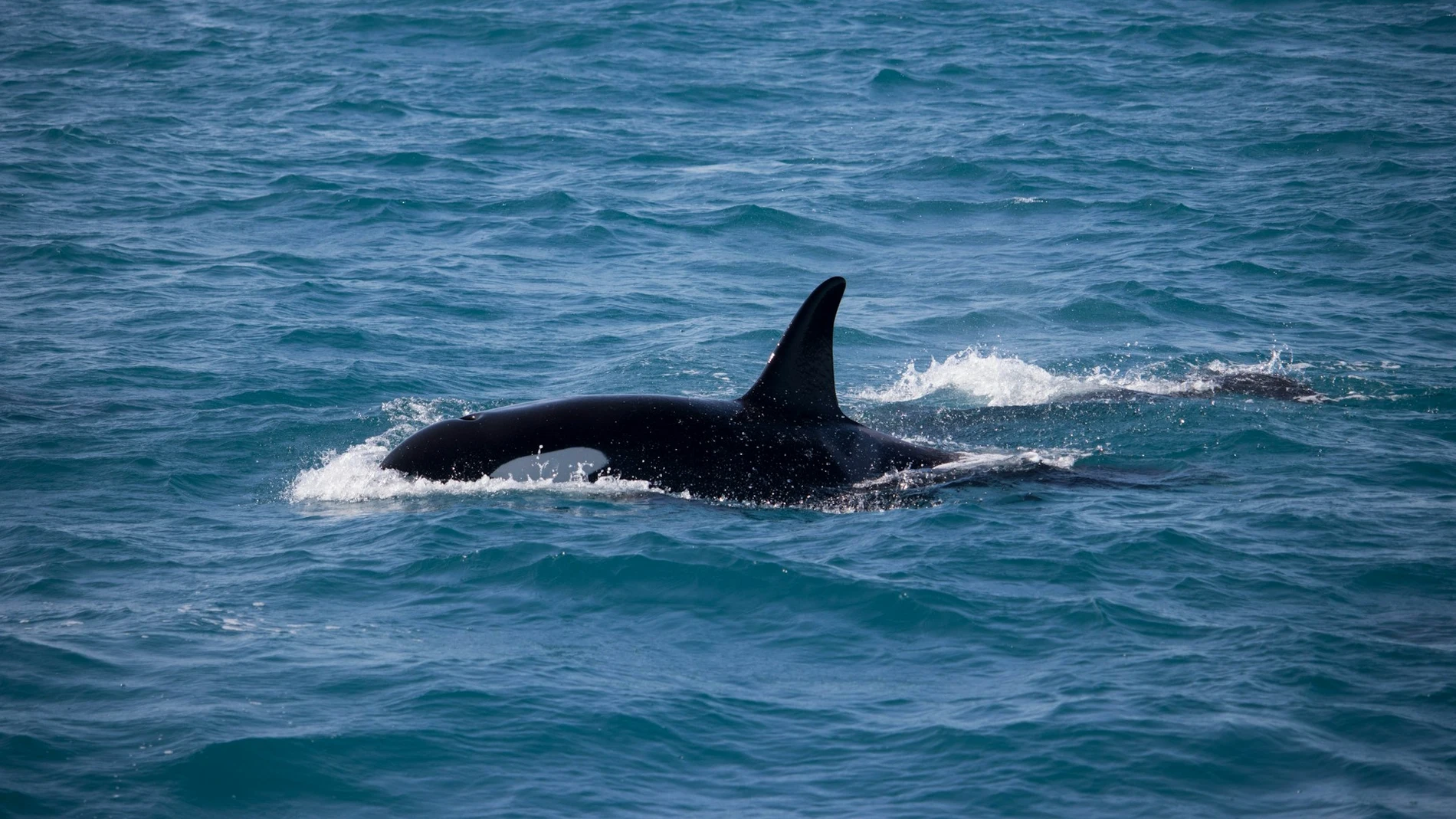 Orcas en Andalucía