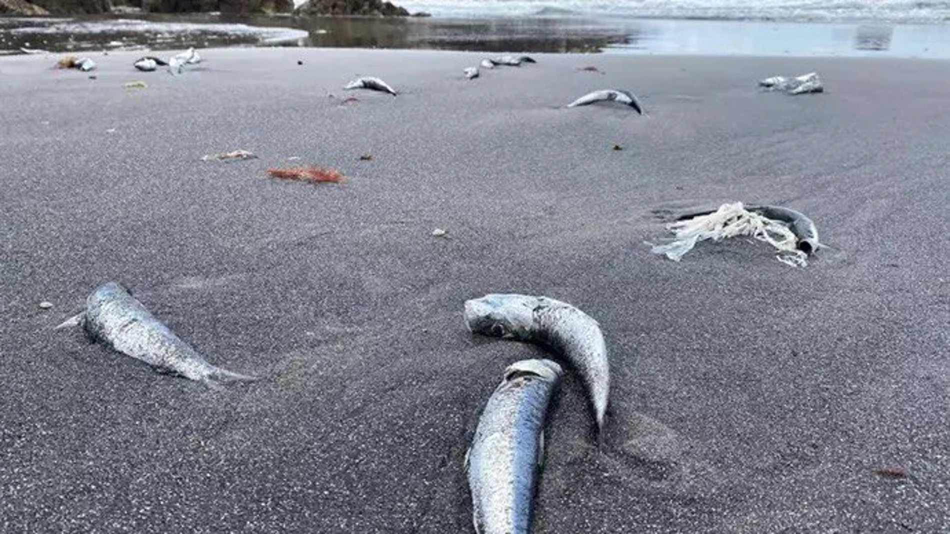Peces muertos en la playa de Santa María del Mar (Castrillón)