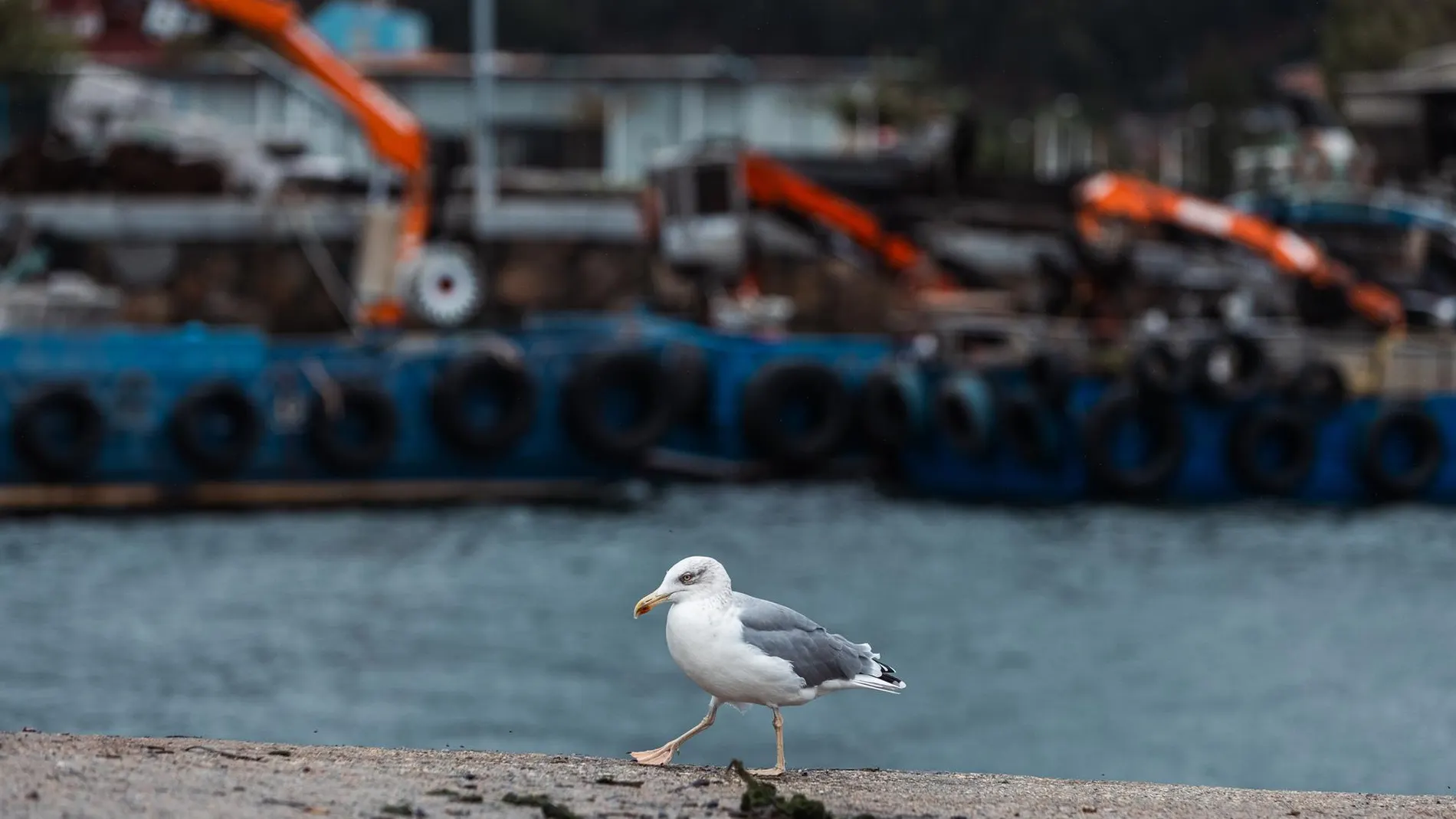 Detectado en Oleiros (La Coruña) un nuevo caso de gripe aviar en aves silvestres