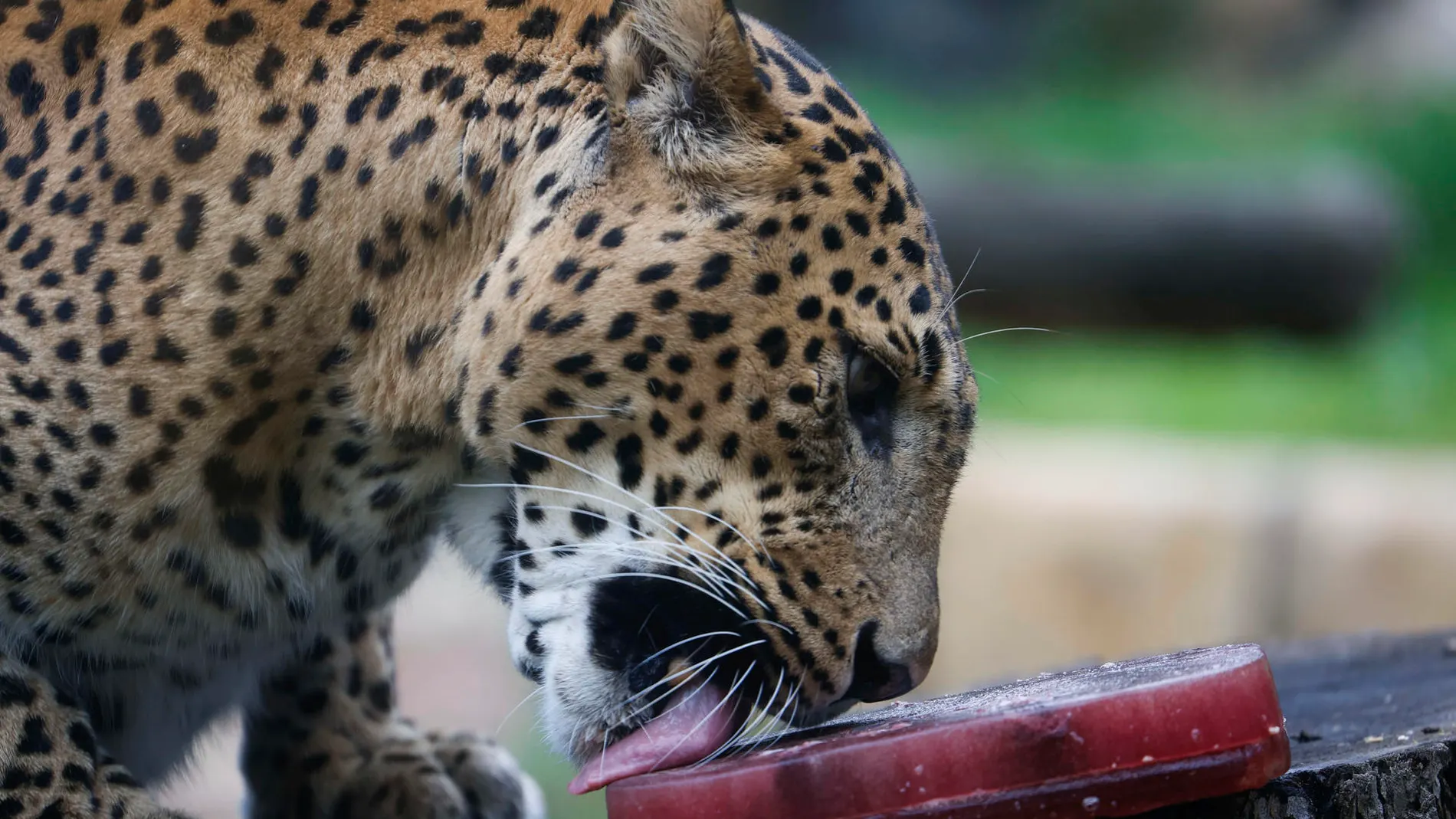 Un leopardo degusta un polo de sangre